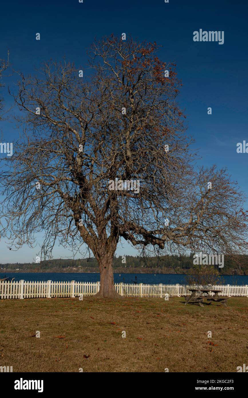 Aging Into Winter Stock Photo