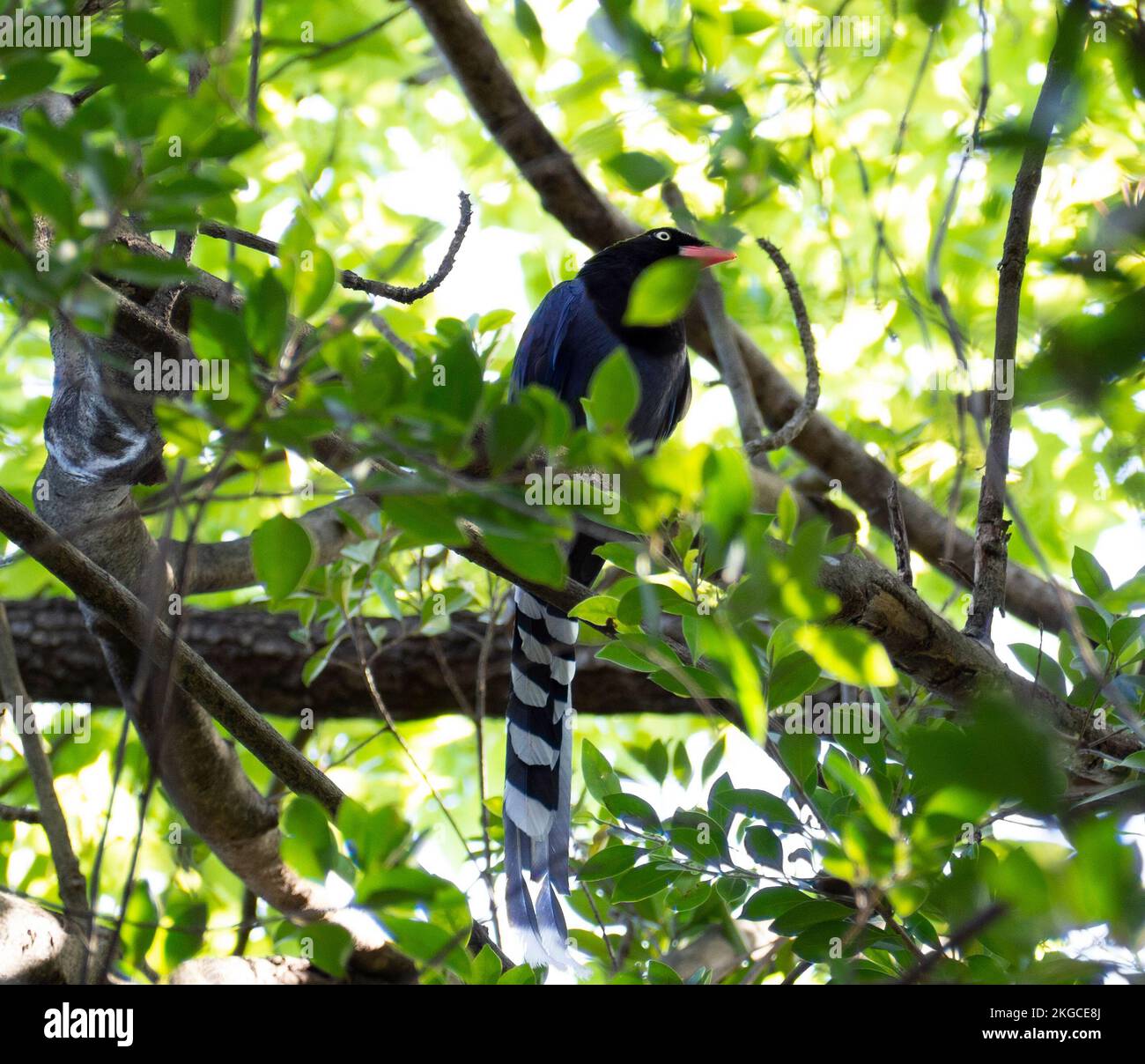 A Taiwan blue magpie perched on a tree branch. Stock Photo