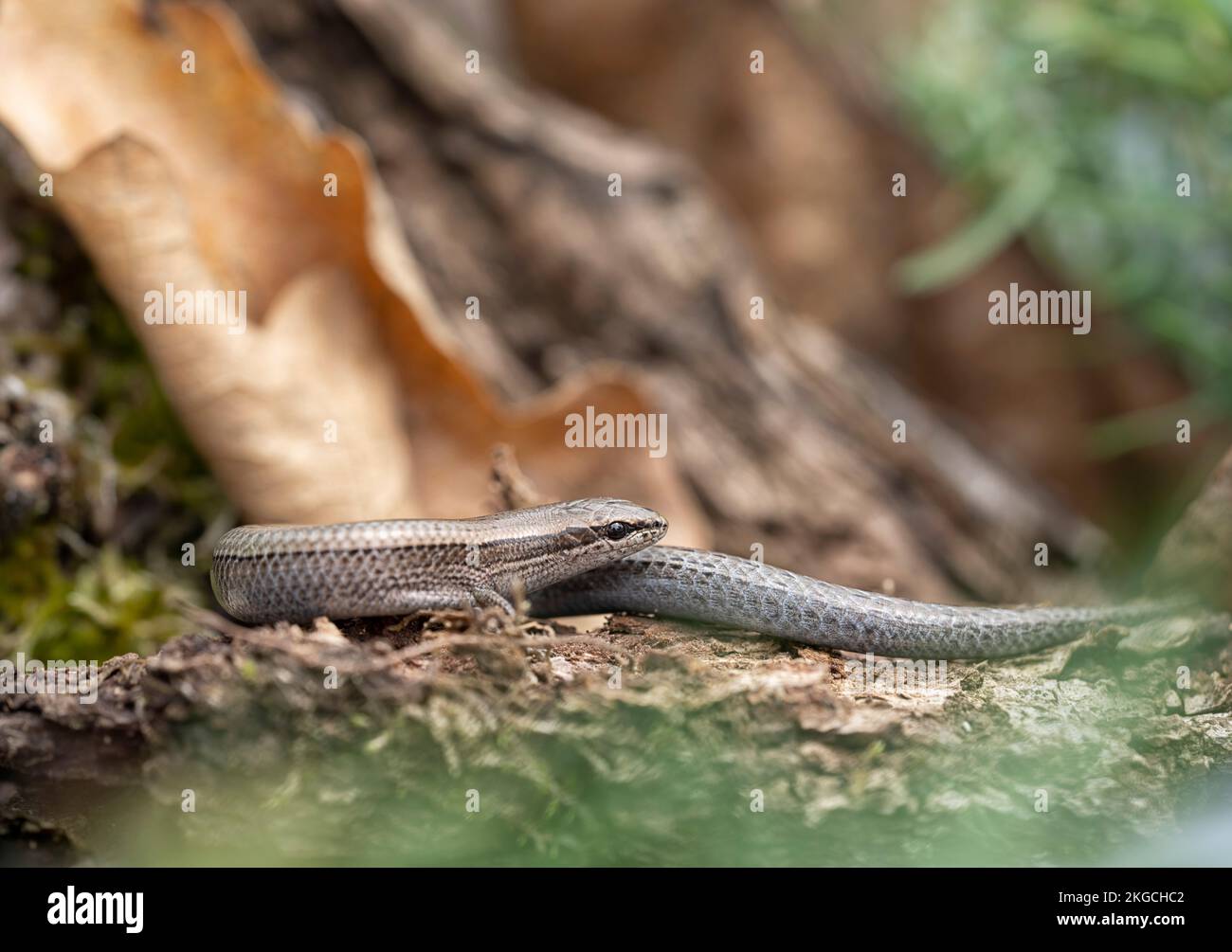 A closeup shot of a European copper skink crawling on the ground in a forest on a blurred background Stock Photo