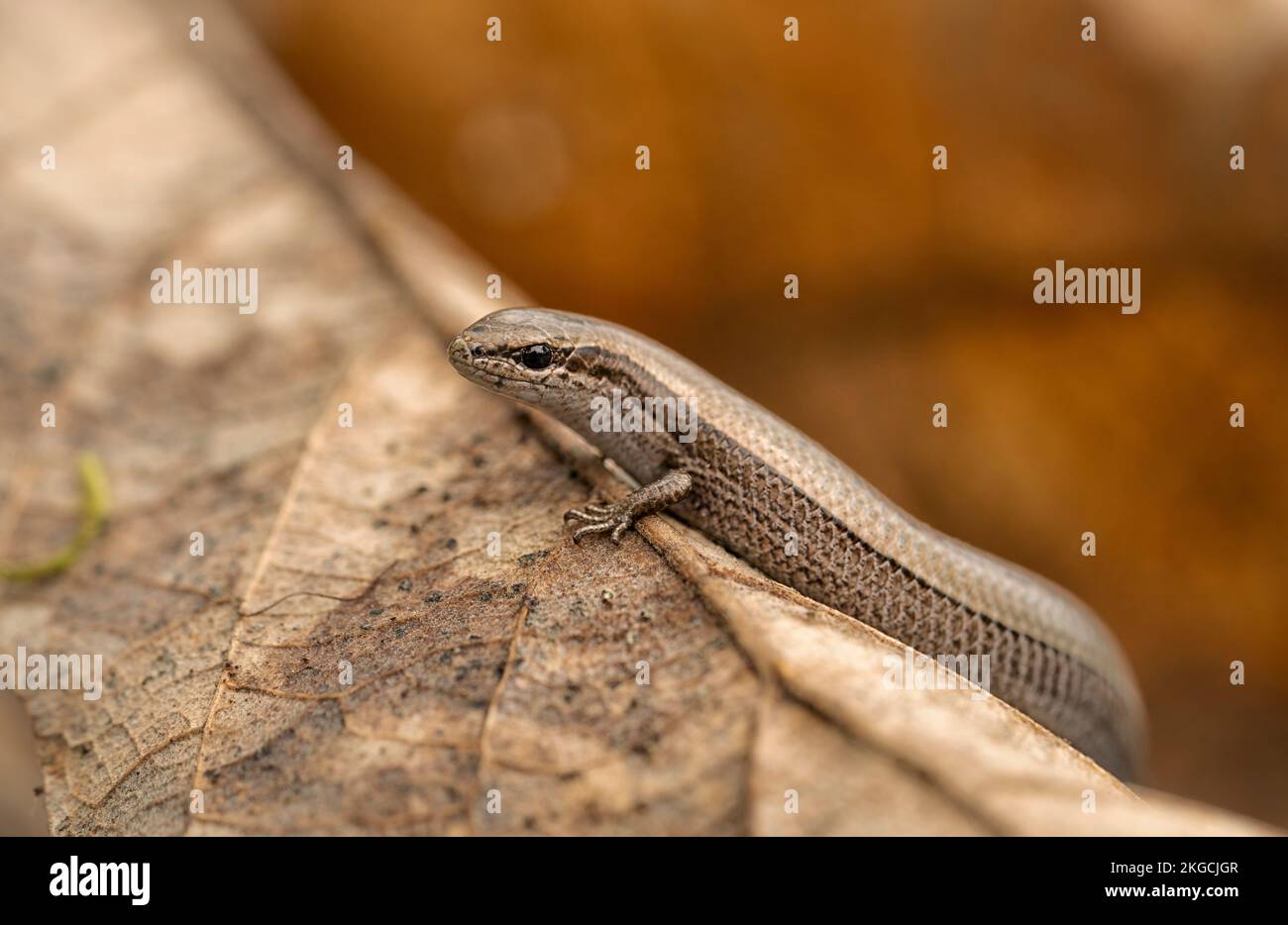 A closeup shot of a European copper skink crawling on a leaf in a forest on a blurred background Stock Photo
