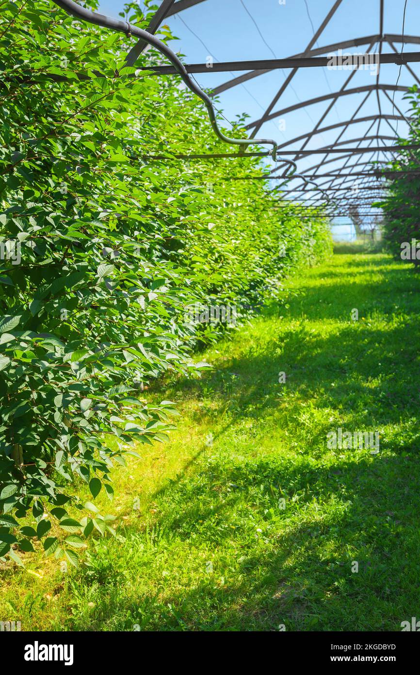 apple tree garden Stock Photo Alamy