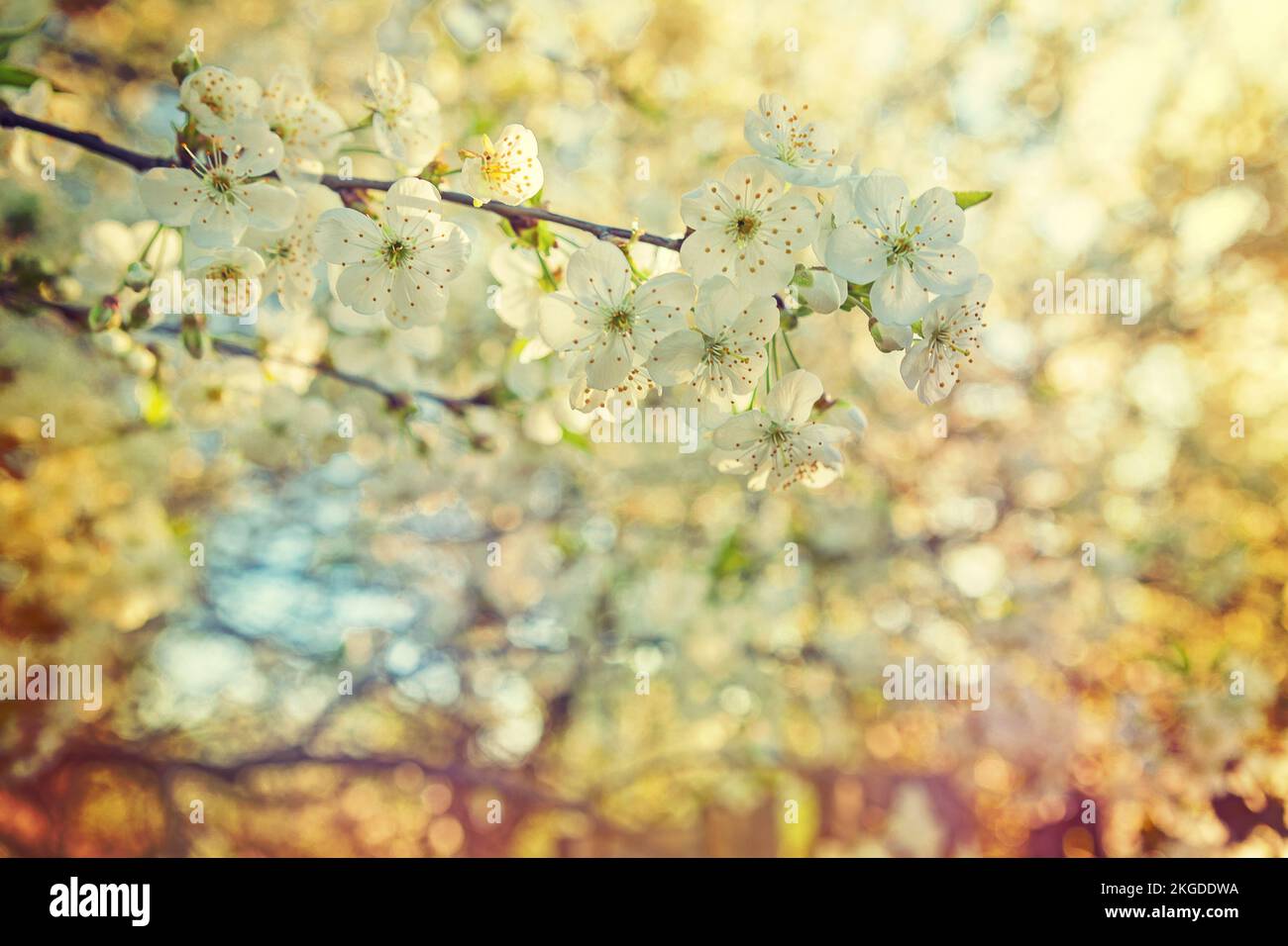 Cherry blossom sunset close up hi-res stock photography and images - Alamy