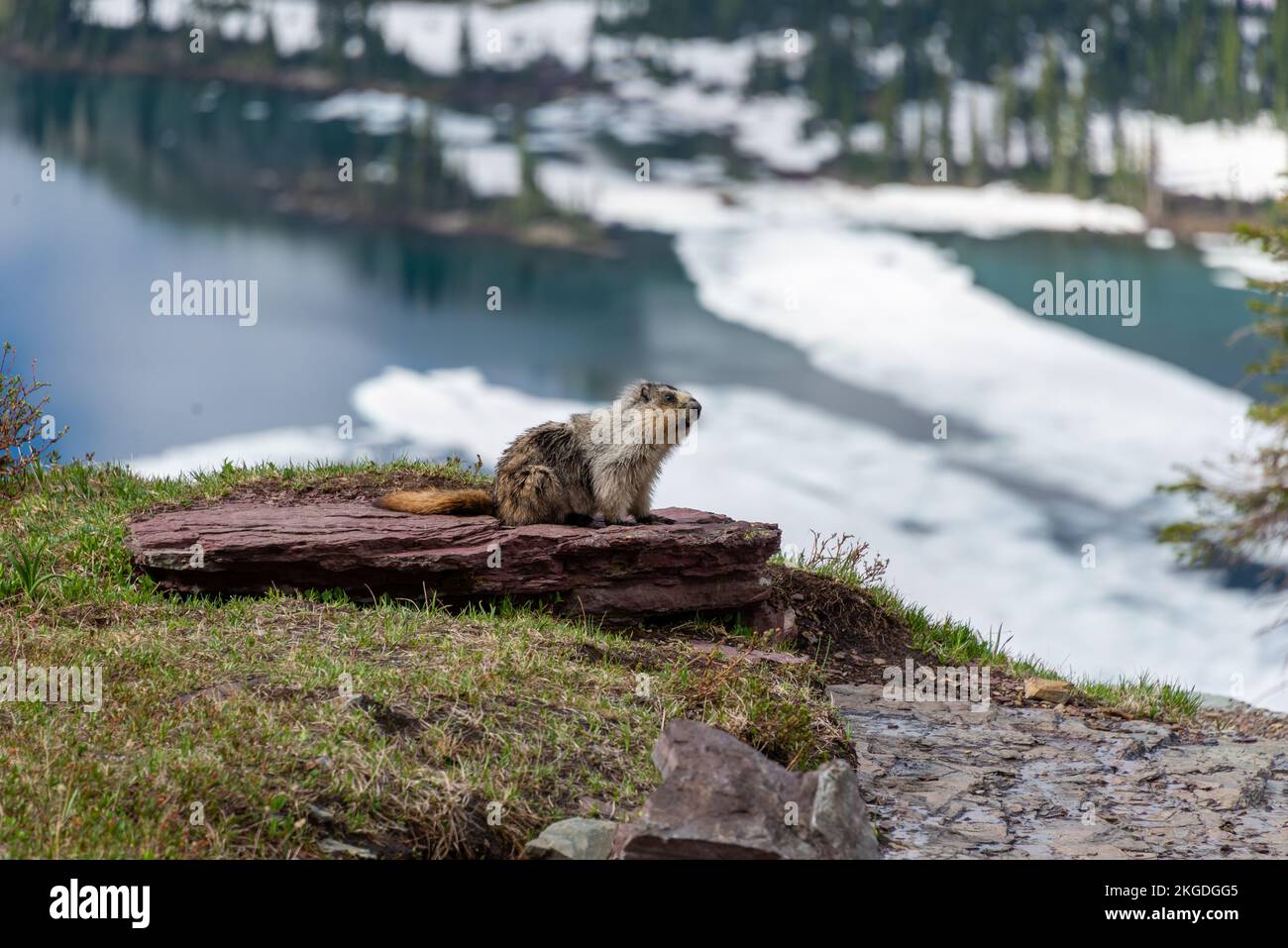 A closeup of a marmot (Marmota) on a piece of rock with ice covered lake on its background Stock Photo