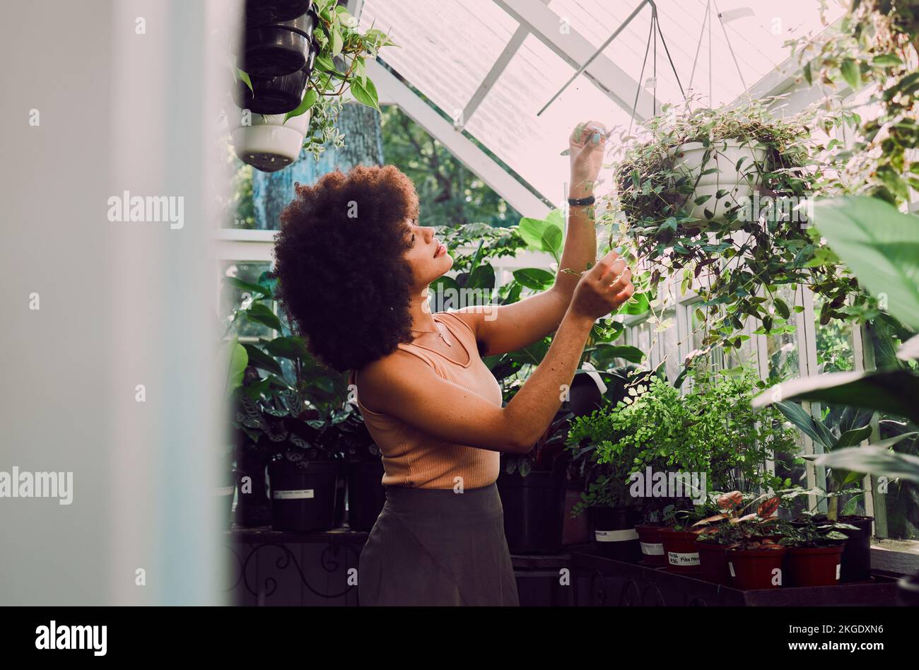 Greenhouse, plants and black woman check quality control, growth care and progress for gardening, agriculture and startup. Small business owner, eco Stock Photo