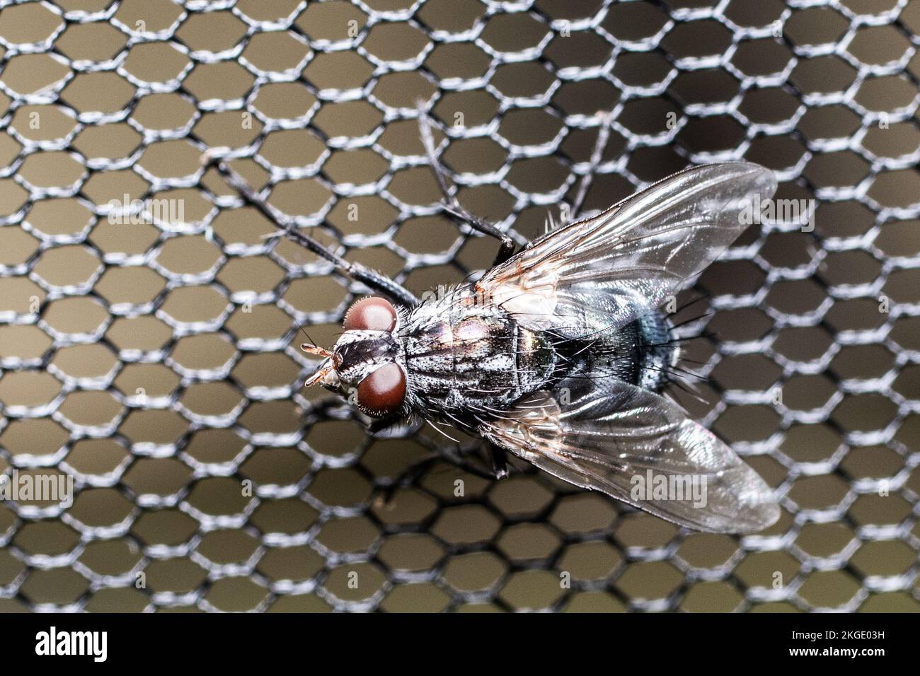 A macro of a fly on a grid surface Stock Photo - Alamy