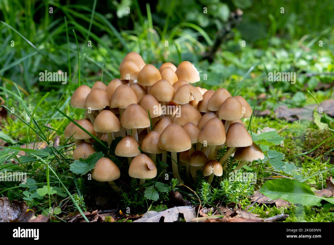 Cluster of many mycena inclinata mushrooms growing in the grass Stock Photo