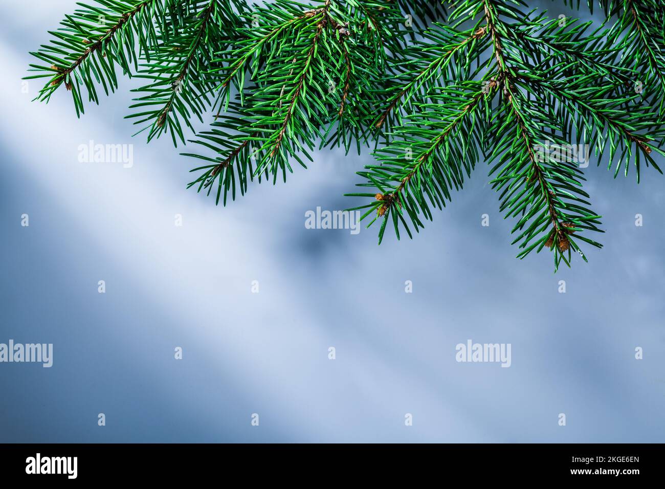 Green fir tree branch on white background Stock Photo - Alamy