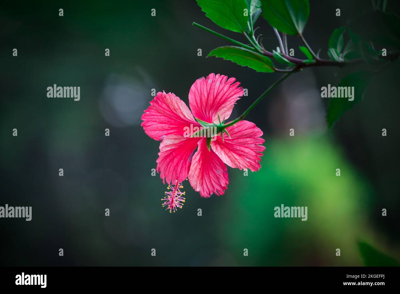 Hibiscus flower also known as Shoe Flower, colloquially, Malvaceae, China rose, Hawaiian