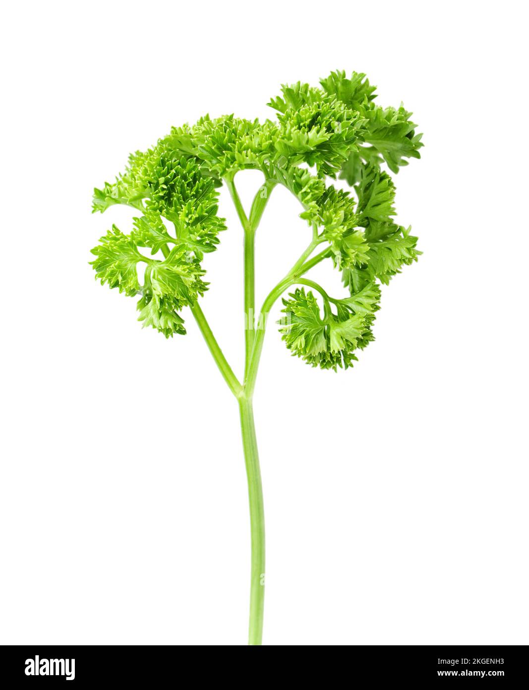 plant of parsley isolated Stock Photo Alamy