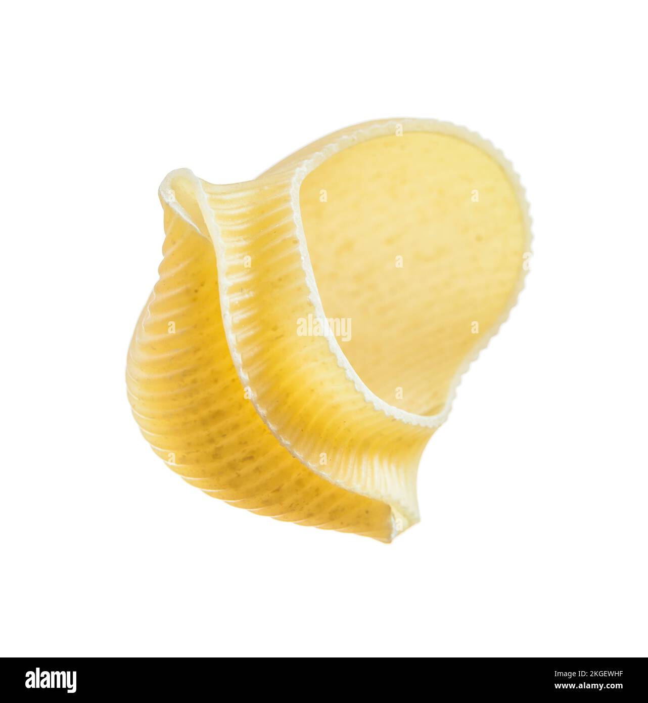 Raw shortcut pasta shell isolated on white Stock Photo Alamy