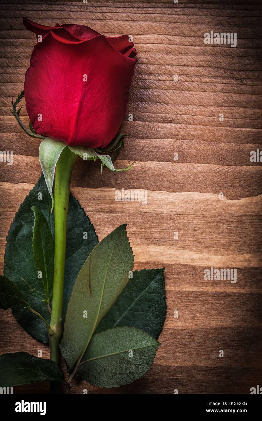 Red expanded natural rose on wood board holidays concept Stock Photo ...
