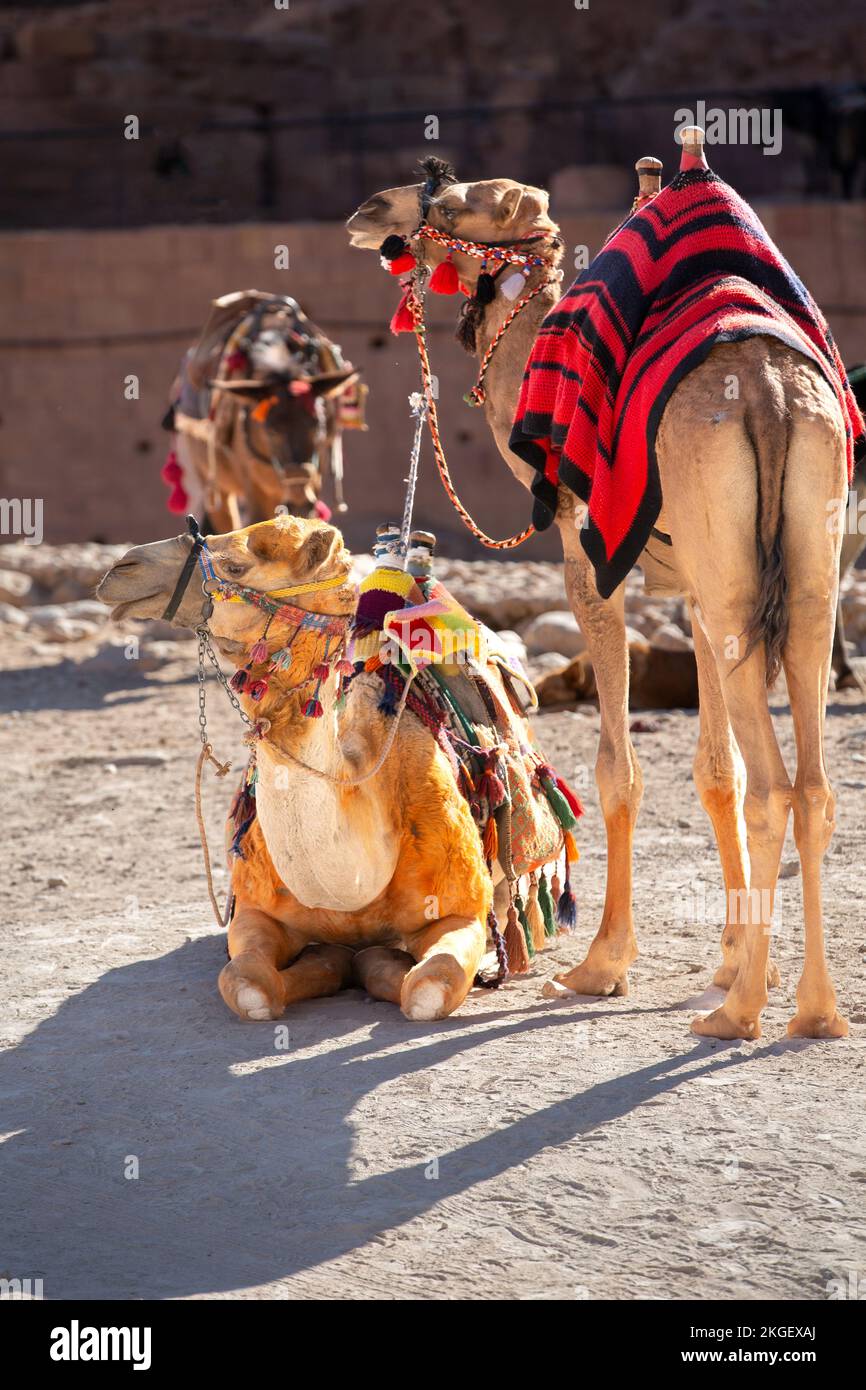 Camels close-up portrait under red rocks in Petra, Jordan Stock Photo