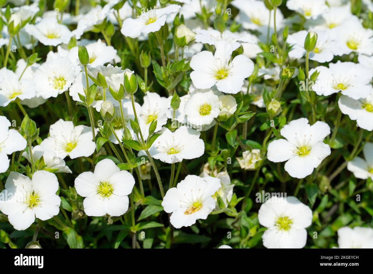 Close-up of mountain sandwort. Arenaria Montana. Flowering plant with white flowers. Stock Photo