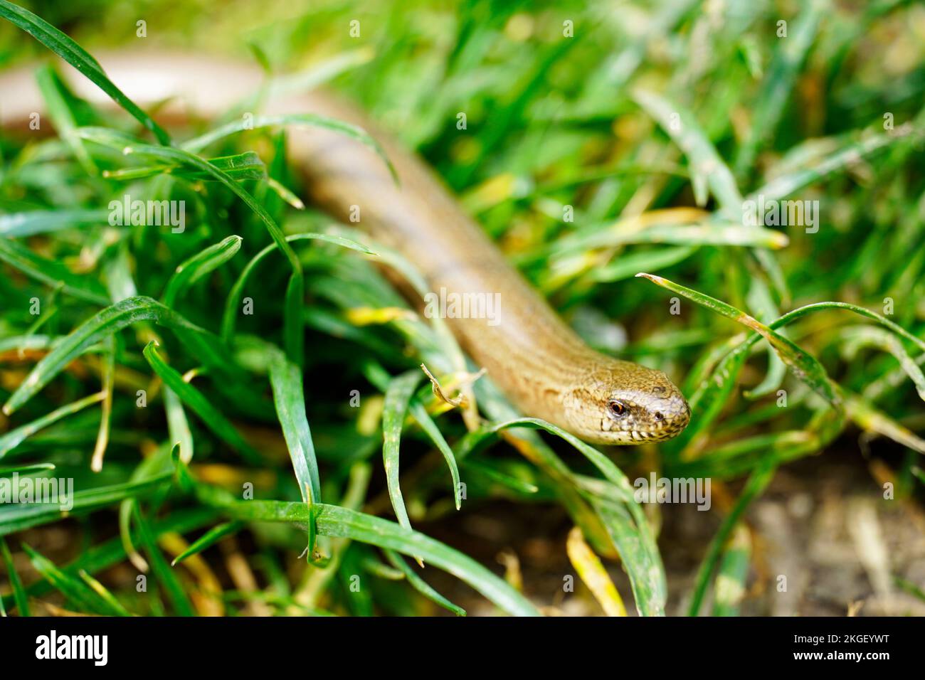 Slowworm in the grass. Lizard close-up. Anguis fragilis. Stock Photo