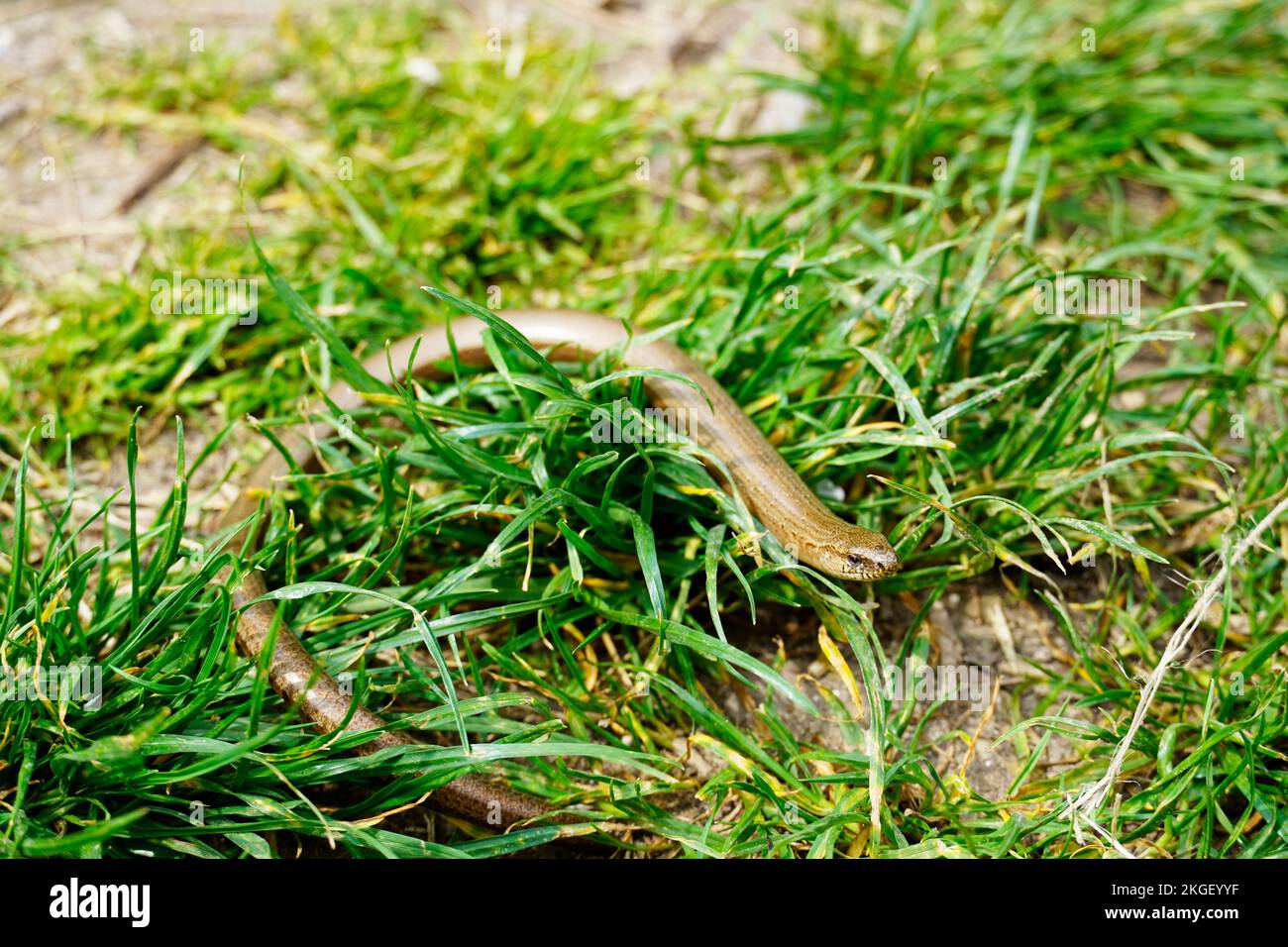 Slowworm in the grass. Lizard close-up. Anguis fragilis. Stock Photo