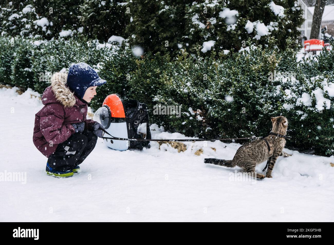 Outdoor Cat Care in Winter. Cold Weather Cat Safety. Cats in Winter