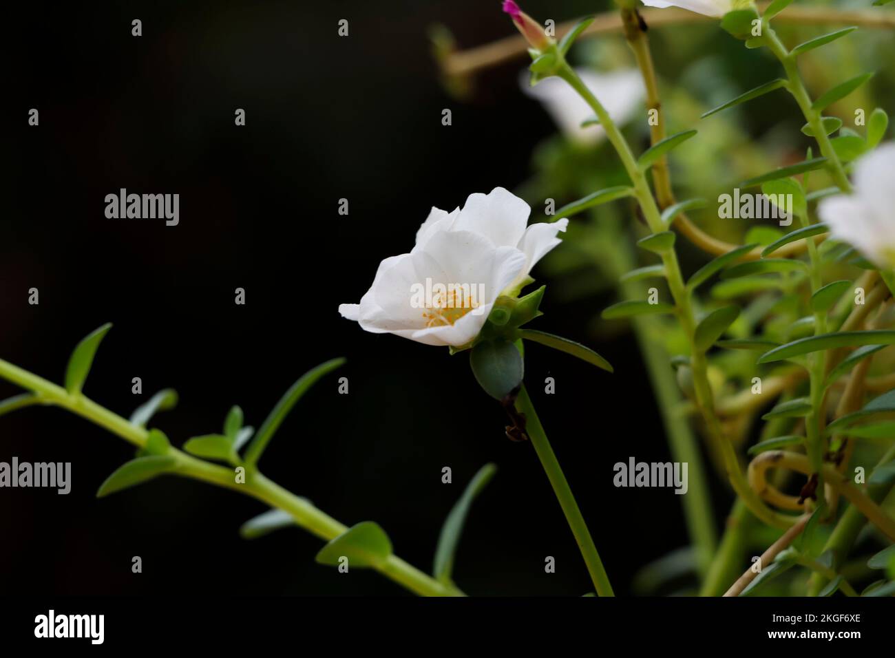 Side View Of Beautiful White Ten o'clock flower Stock Photo Alamy