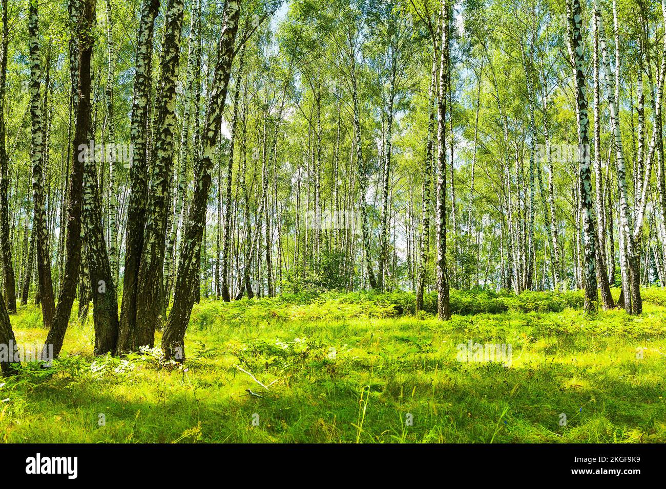 summer birch forest Stock Photo - Alamy
