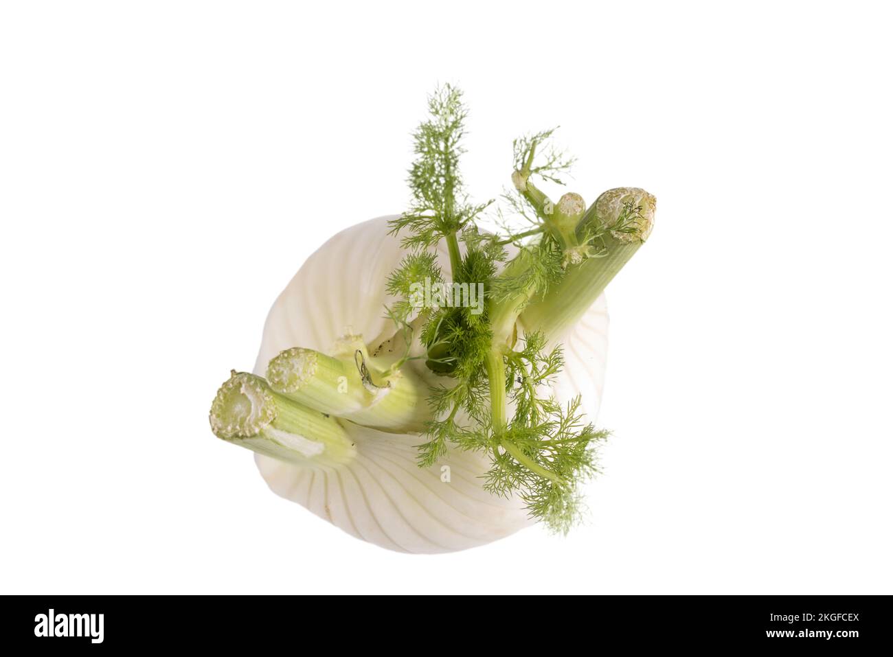 A Fennel on a transparent background Stock Photo