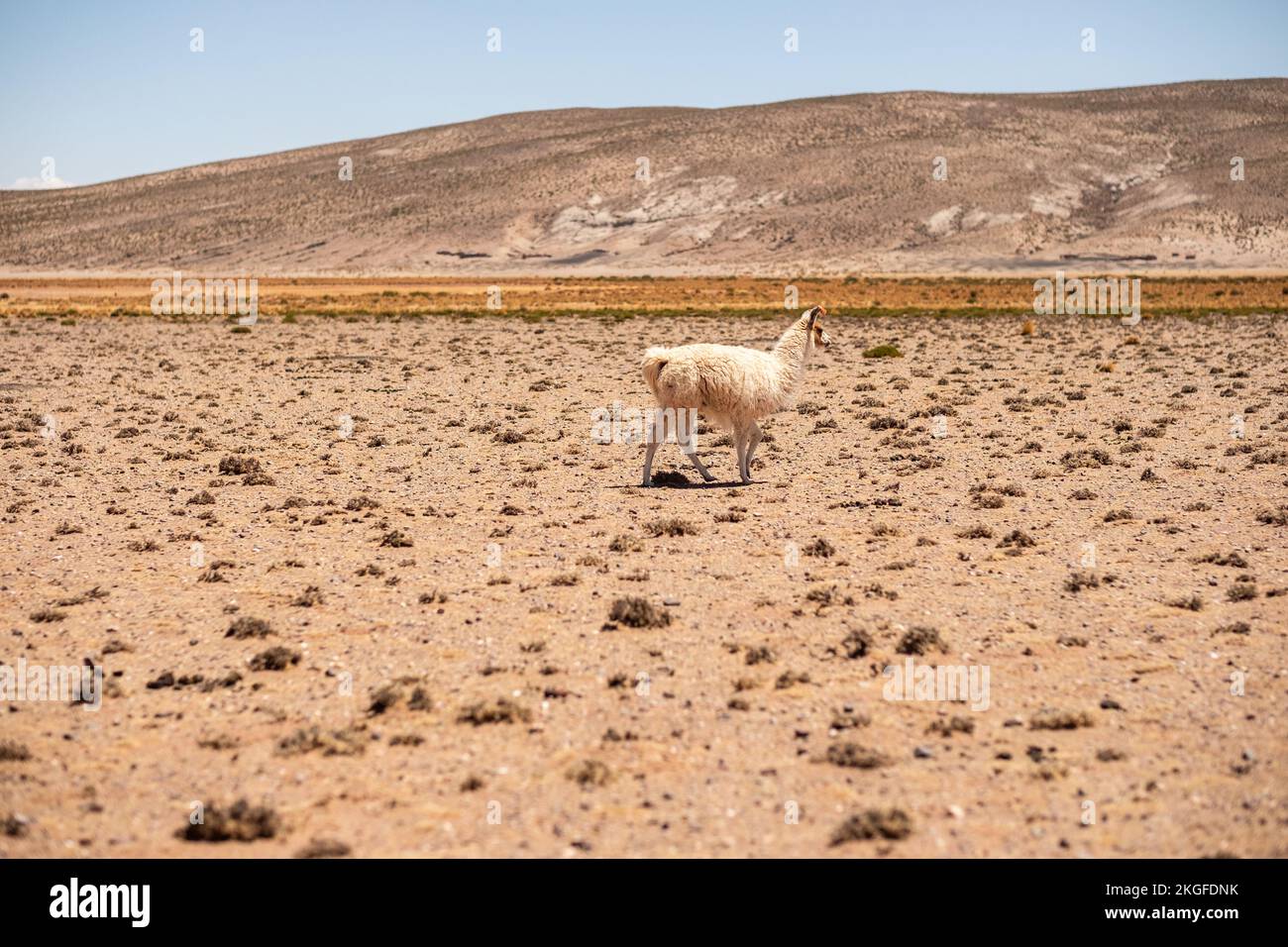 LLamas roaming freely in the Bolivian High Plains during a guided tour