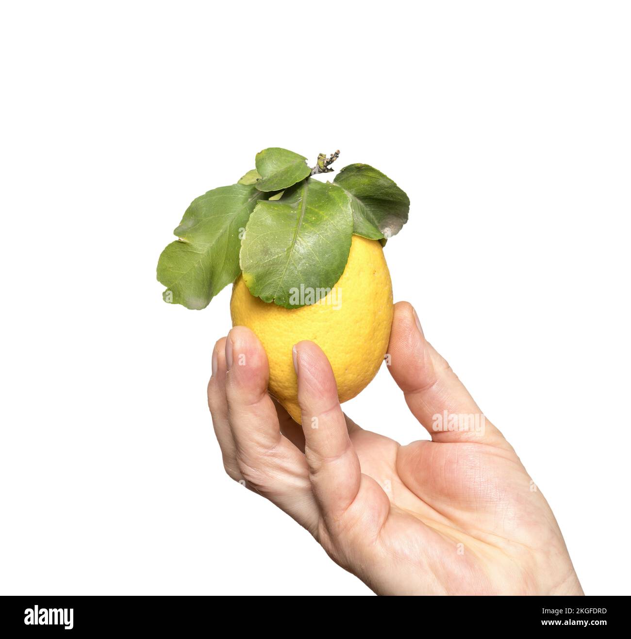 a lemon held in one hand on a transparent background Stock Photo
