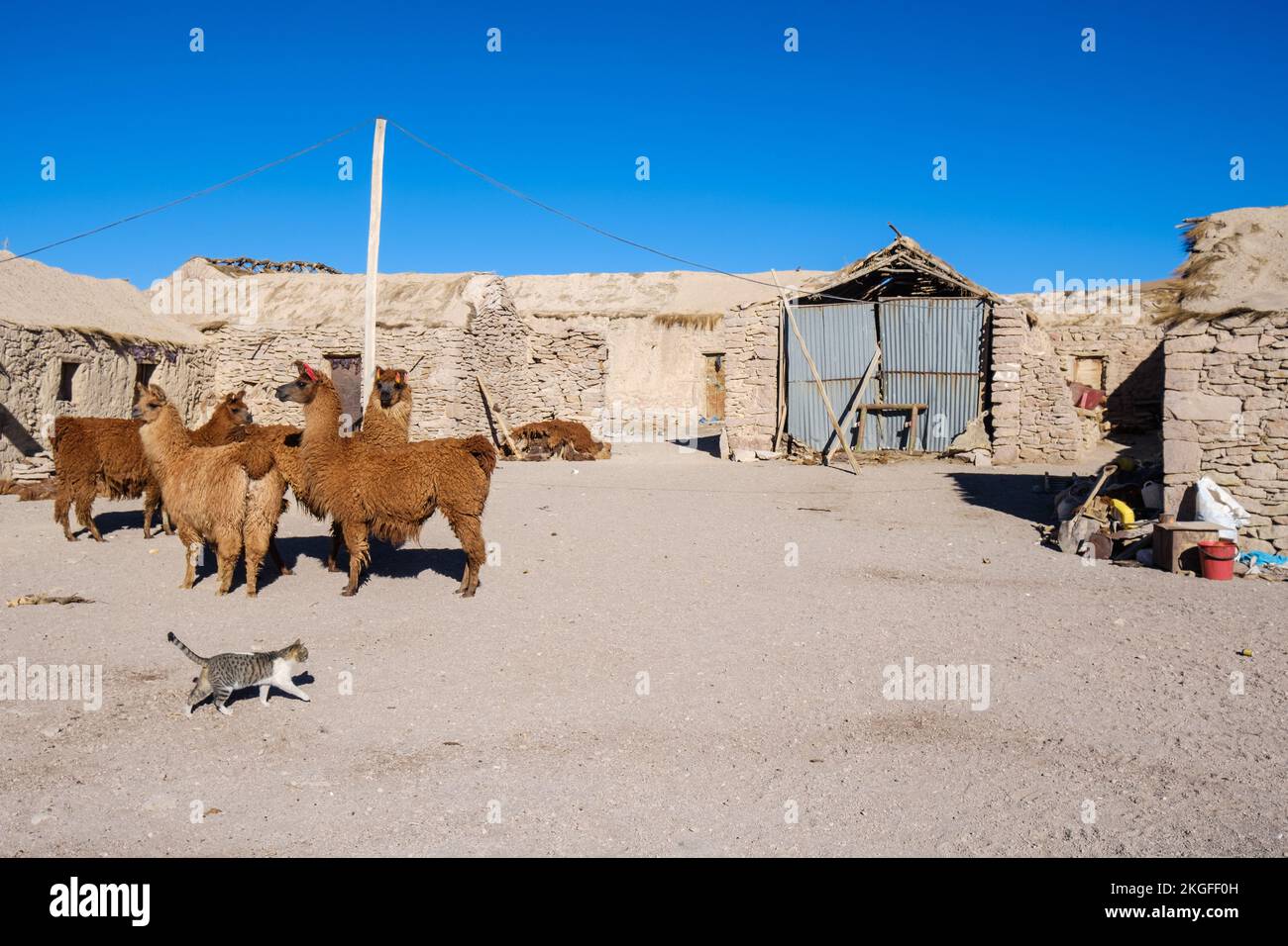 Llamas roaming free on the village of Quetena Grande in the Altiplano (High Plains), Sur Lípez Province, Bolivia Stock Photo