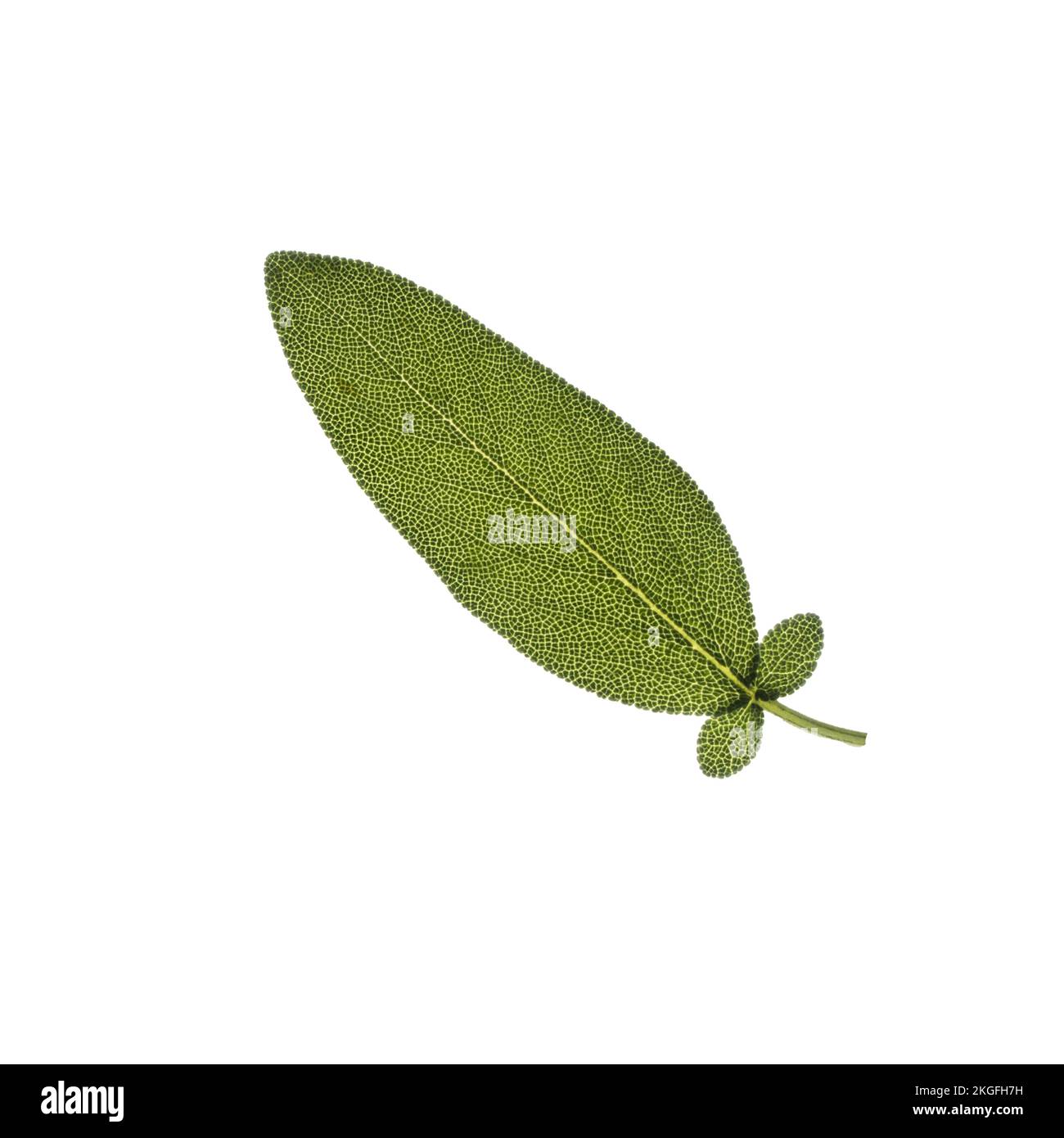 a sage leaf in backlight with a white background on a trasparent background Stock Photo