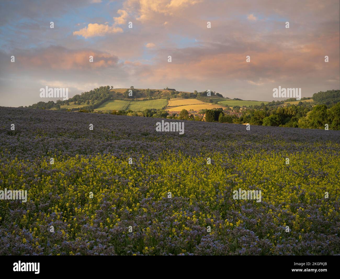 Fields of Borage growing near Mickleton, Cotswolds, Gloucestershire, England. Stock Photo