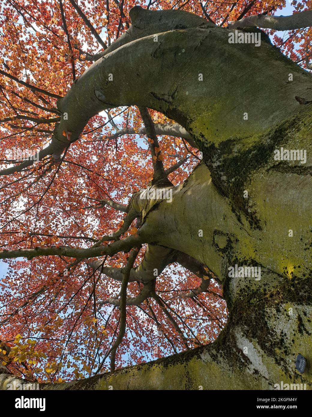 A low angle shot of a giant elephant tree (Bursera microphylla) with red leaves in autumn Stock Photo