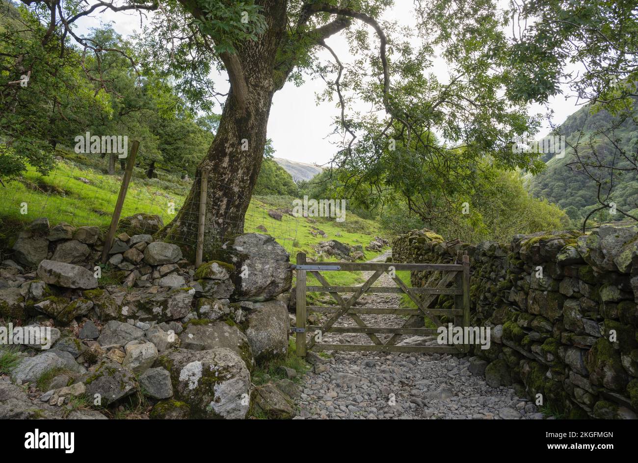 Path to Galleny Force from Stonethwaite, Borrowdale, The Lake District, Cumbria, England. Stock Photo