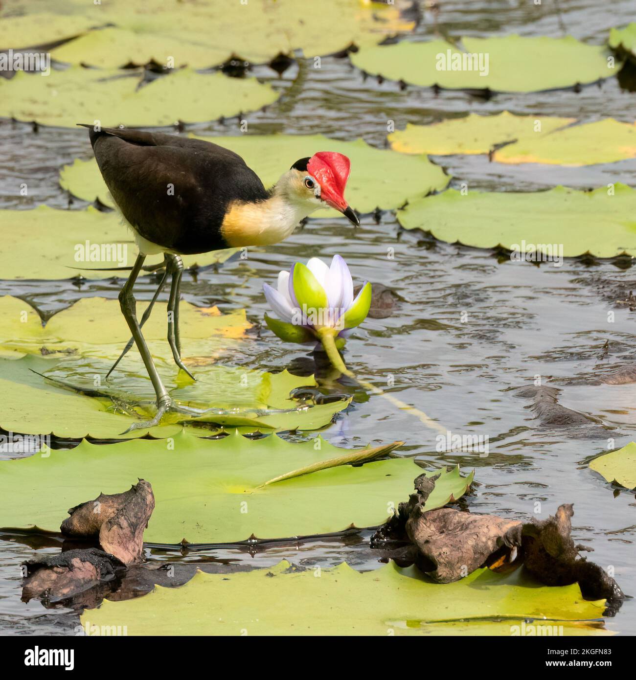 The comb-crested jacana (Irediparra gallinacea), also known as the lotusbird or lilytrotter, is the only species of jacana in the genus Irediparra. Stock Photo