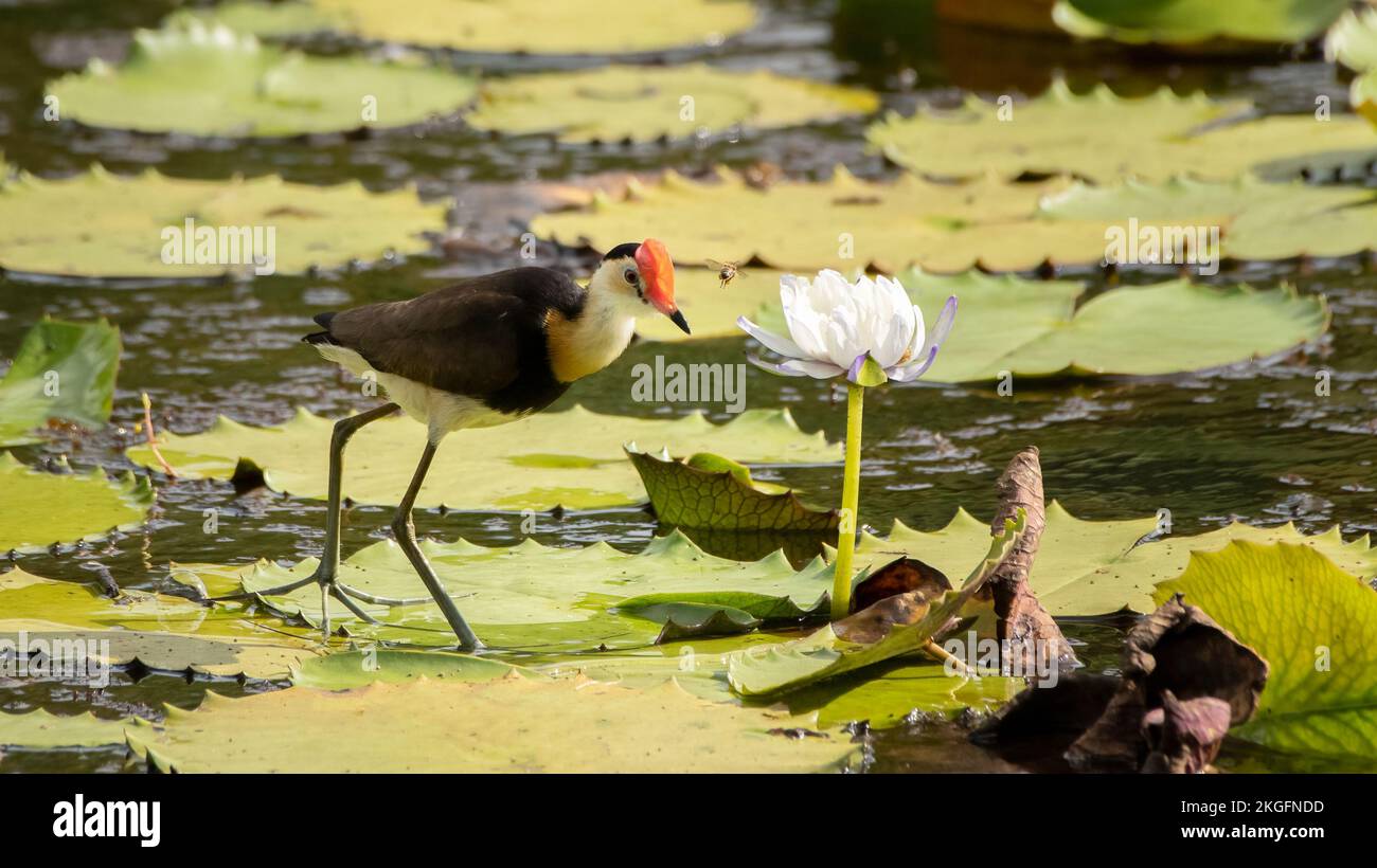 The comb-crested jacana (Irediparra gallinacea), also known as the lotusbird or lilytrotter, is the only species of jacana in the genus Irediparra. Stock Photo