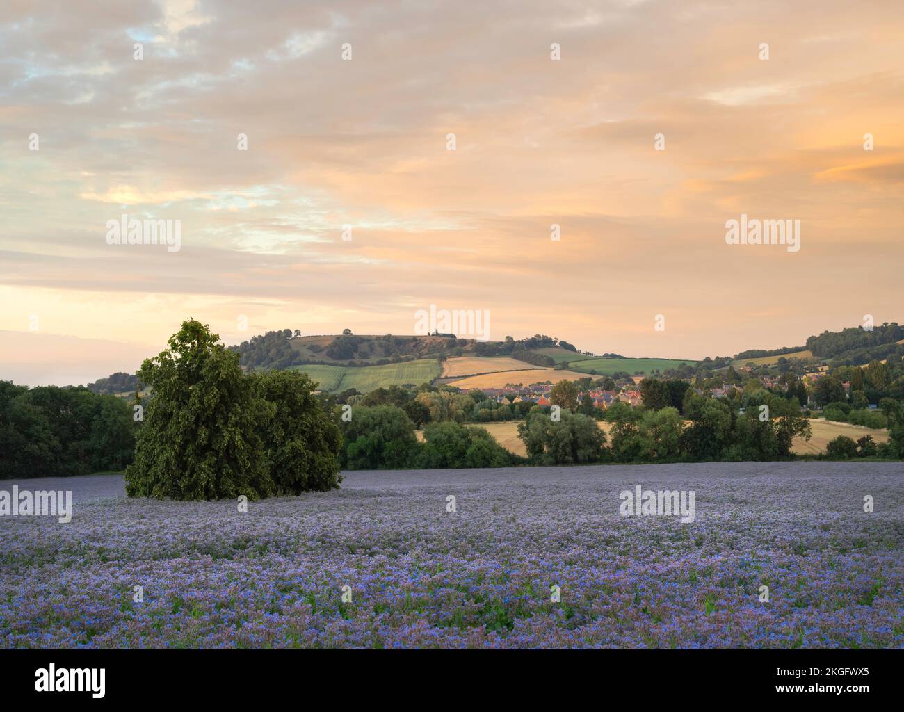 Borage fields with Mickleton village in background, Gloucestershire, England. Stock Photo