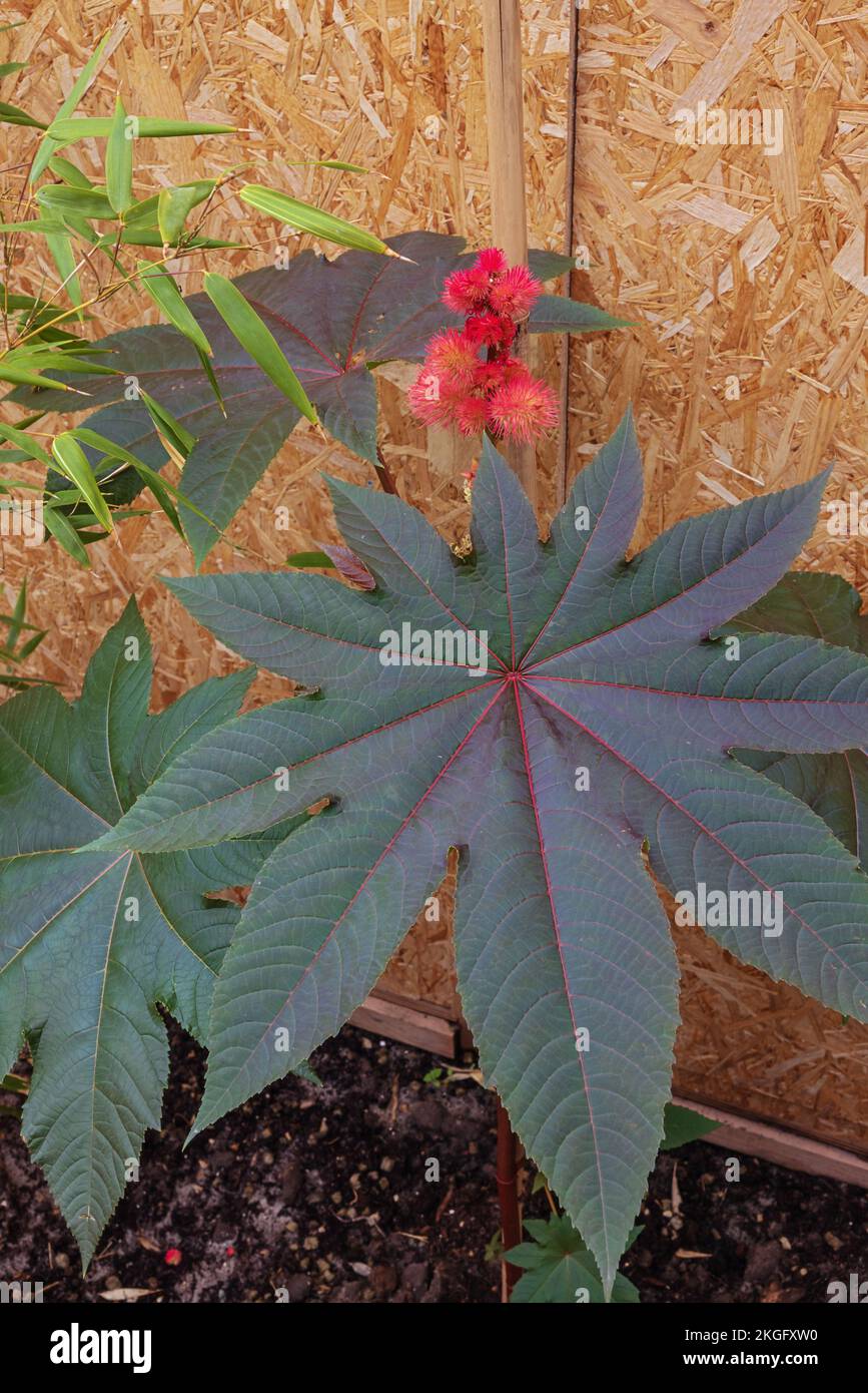 Castor oil plant with leaf and female flower hanging down from a tree