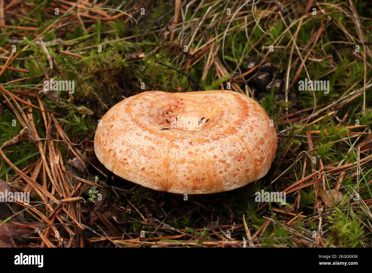 The wild edible mushroom Lactarius deliciosus grows in the forest. Сommonly known as the saffron milk cap and red pine mushroom. Stock Photo