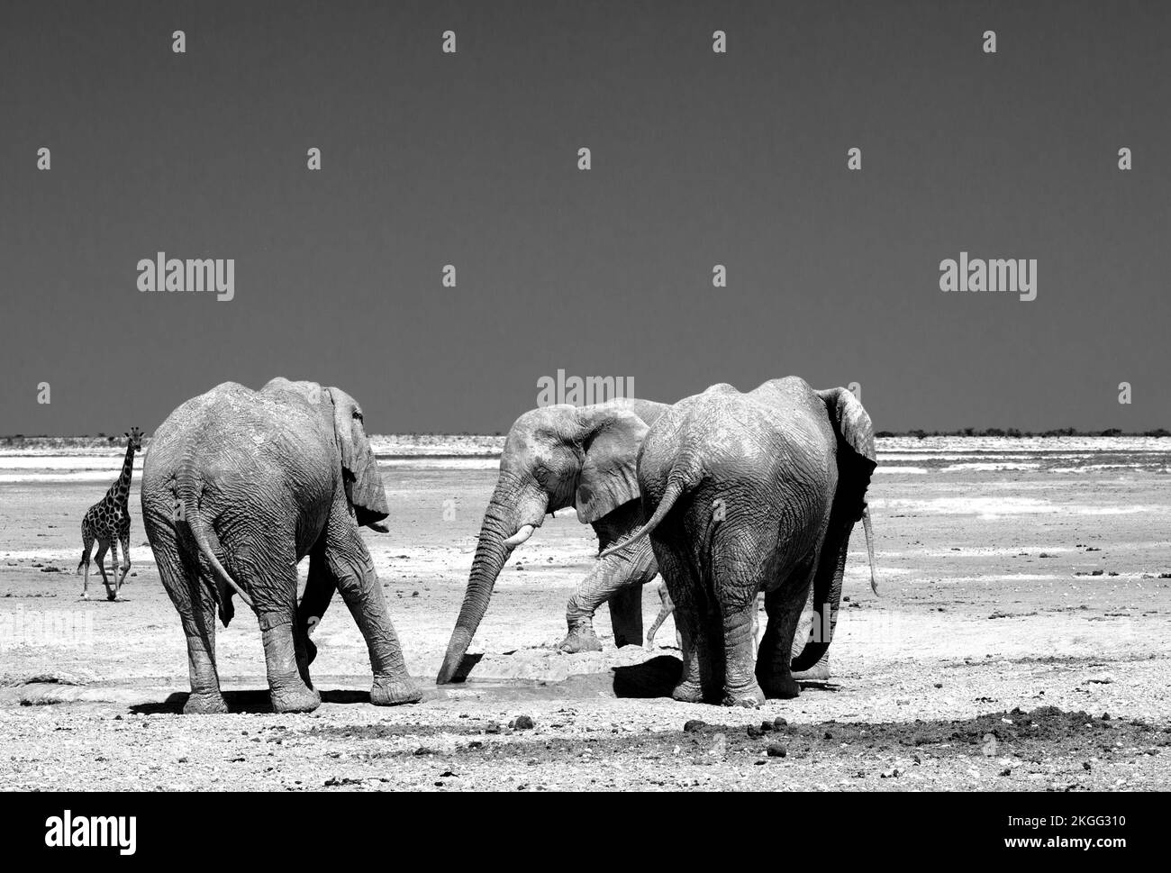 Three Bull African Elephants stand near a small waterhole, while a lone giraffe looks on in the background Stock Photo