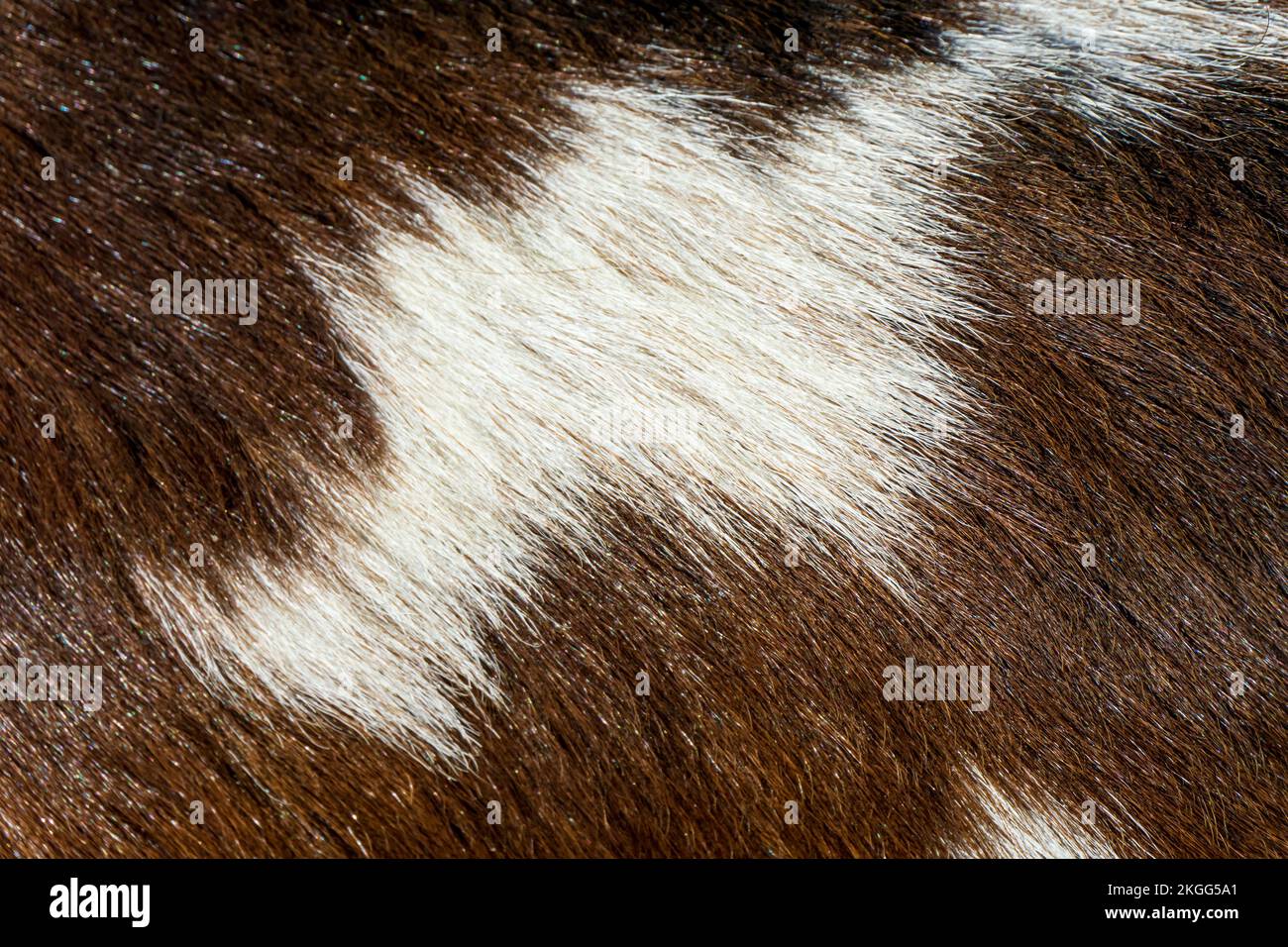 Brown with white spots fur close up Stock Photo