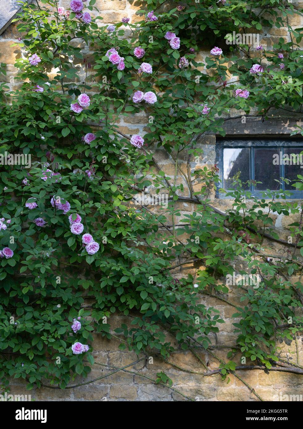 Roses on a Cotswold stone cottage, Hidcote Bartrim, Gloucestershire, England. Stock Photo