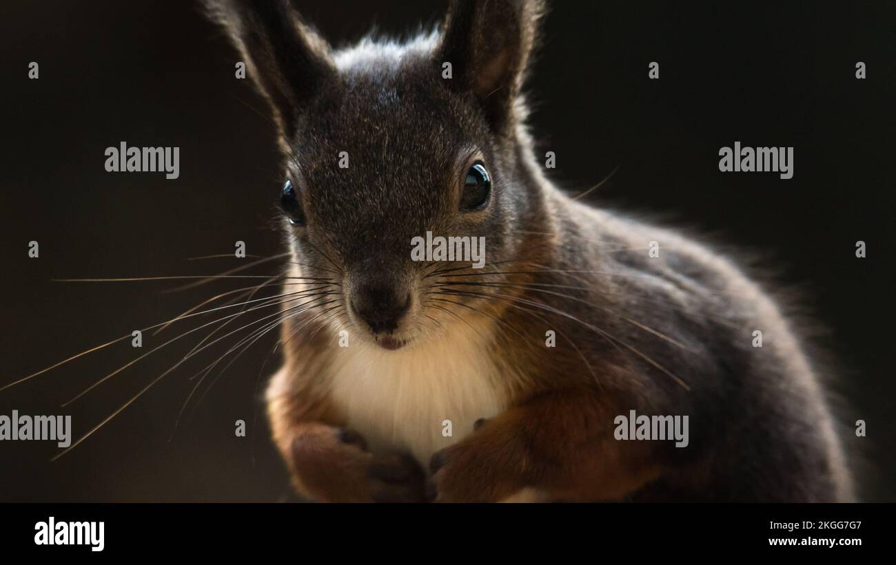 Eurasisches Eichhörnchen, Sciurus vulgaris, blickt in die Kamera /                                    Eurasian squirrel, Sciurus vulgaris, looking at Stock Photo