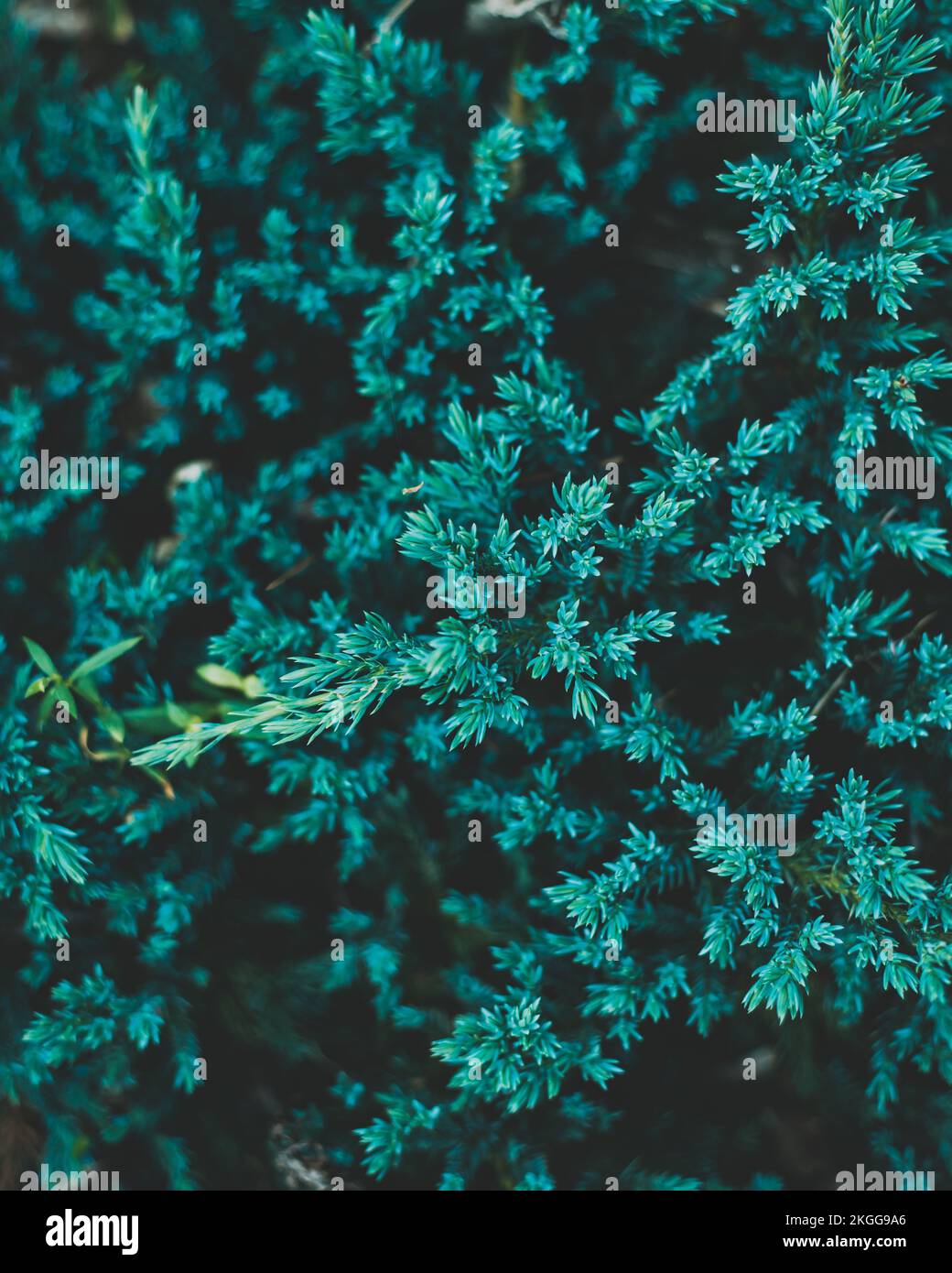 A vertical shot of green  flaky juniper tree branches and needles in the forest Stock Photo