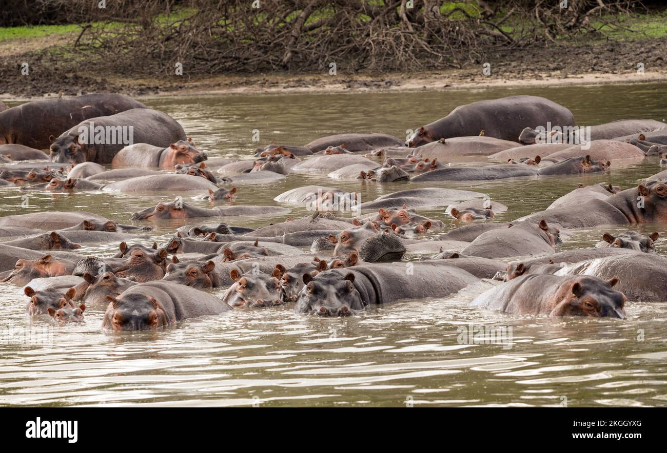As the levels of the Rufiji River drop and the lakes shrink, pods of Hippo have to co-exist in fractious groupings to survive the rigours of the dry Stock Photo