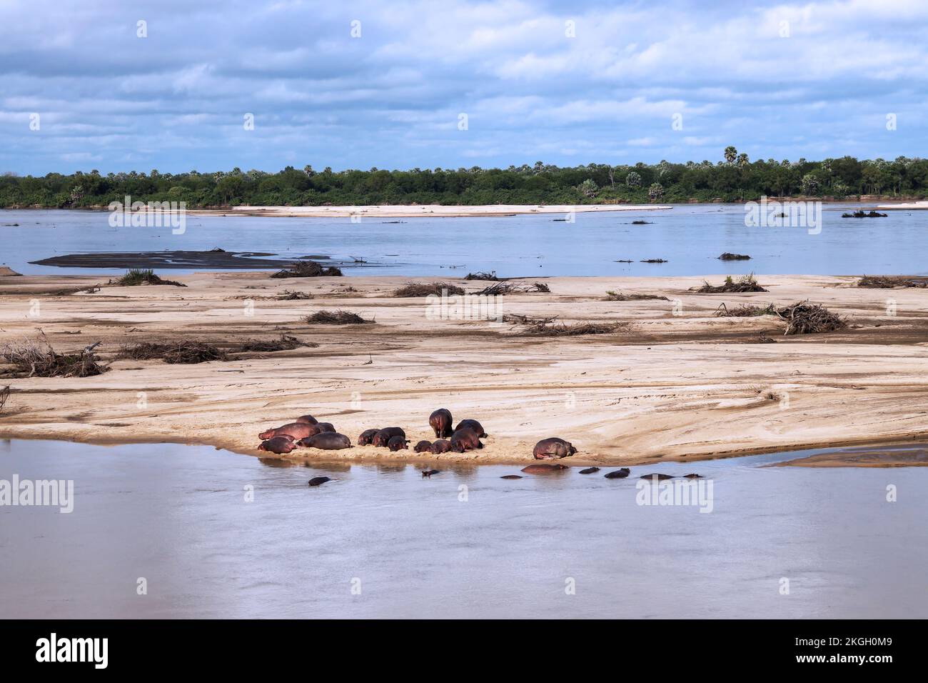 A pod of Hippo basks on a sandbank in the Rufiji River. The new dam