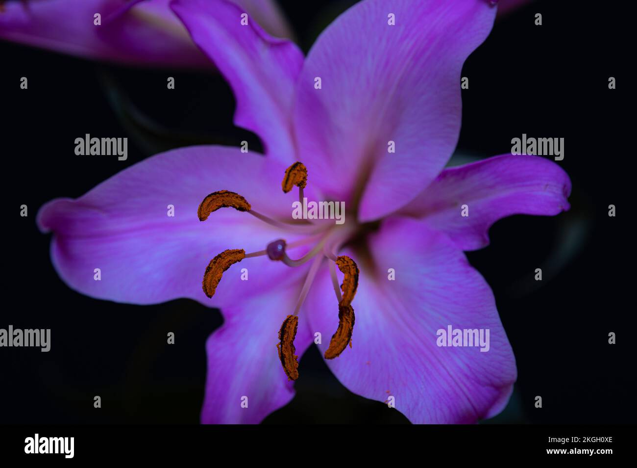 Purple and pink lily flowers on black background. Close up. Stock Photo