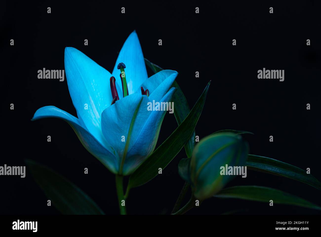 Blue and turquoise lily flowers on black background. Close up. Stock Photo