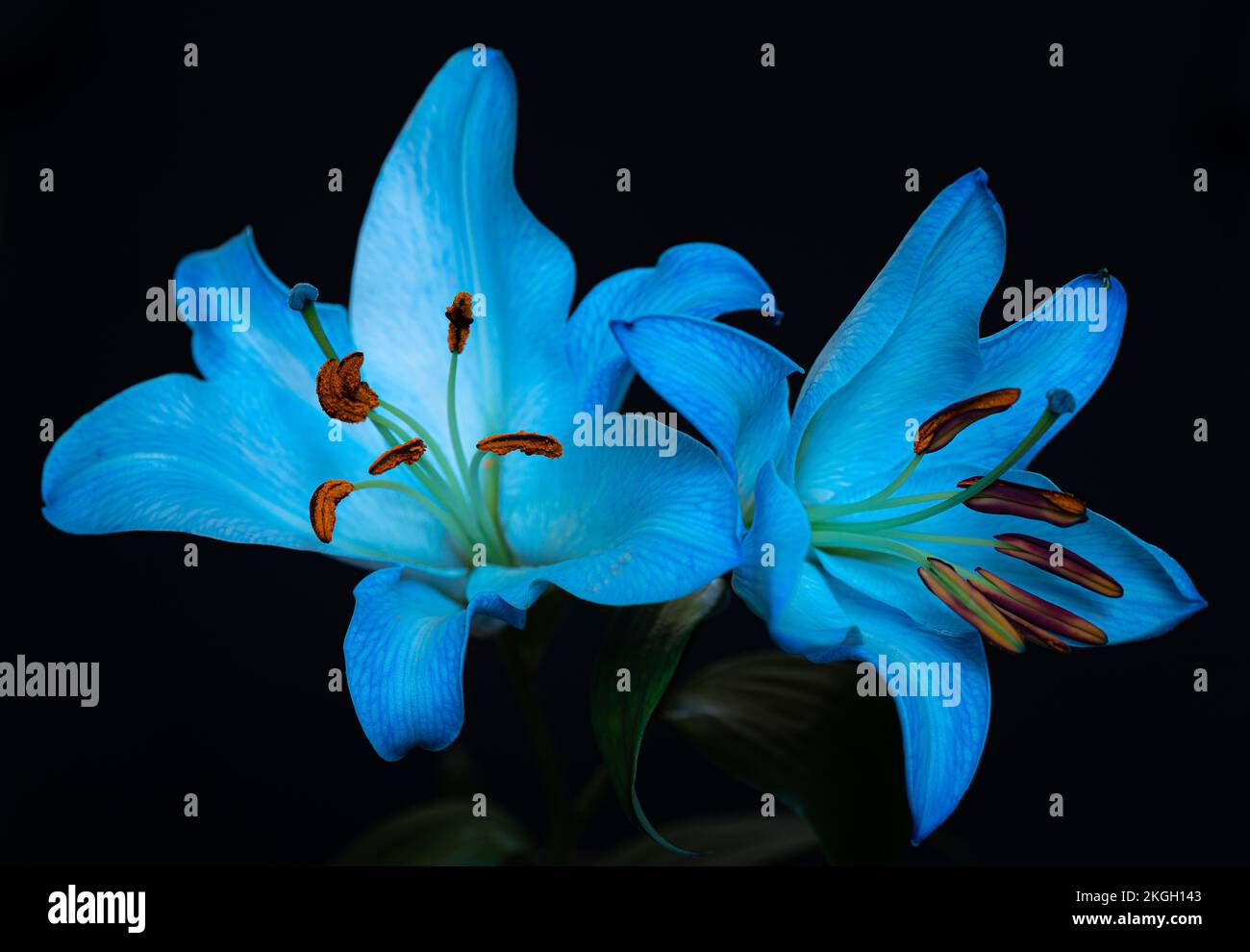 Lily Bracelet - Turquoise Blue