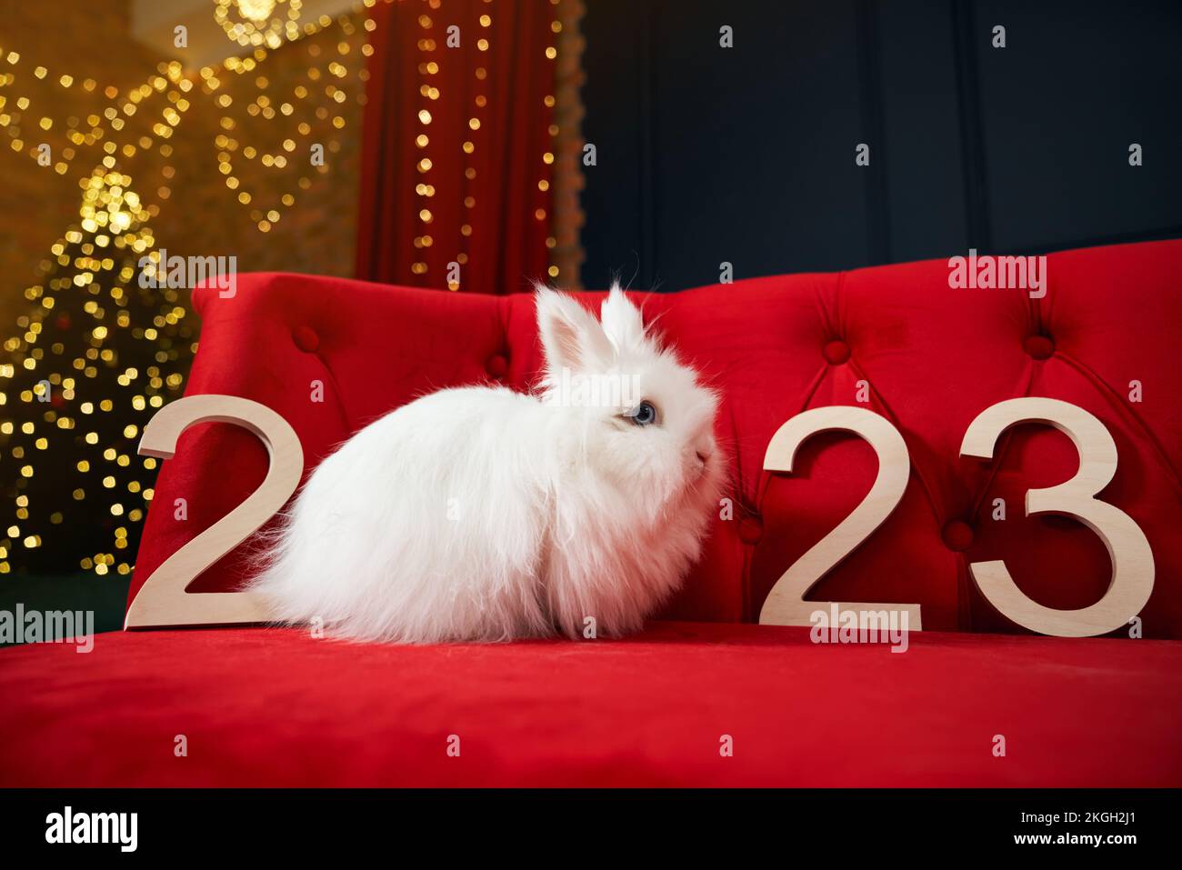 Side view of animal, symbol of new year 2023 posing indoors. Cute, furry, white rabbit sitting on red sofa in room decorated with garlands. Concept of Stock Photo
