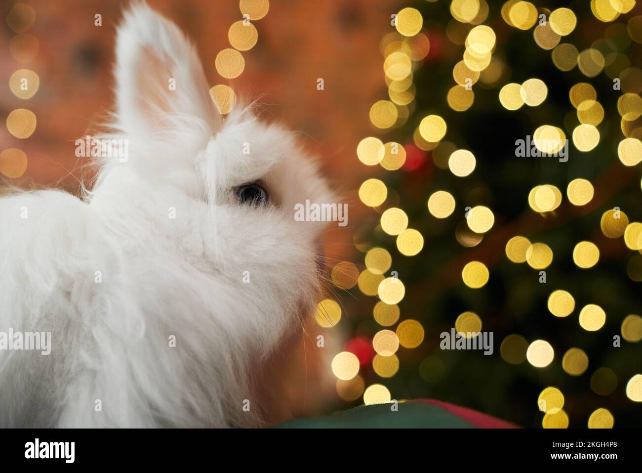 Side view of white rabbit sitting, looking at christmas tree decorated with garlands. Animal, symbol of new year posing in decorated room. Concept of Stock Photo