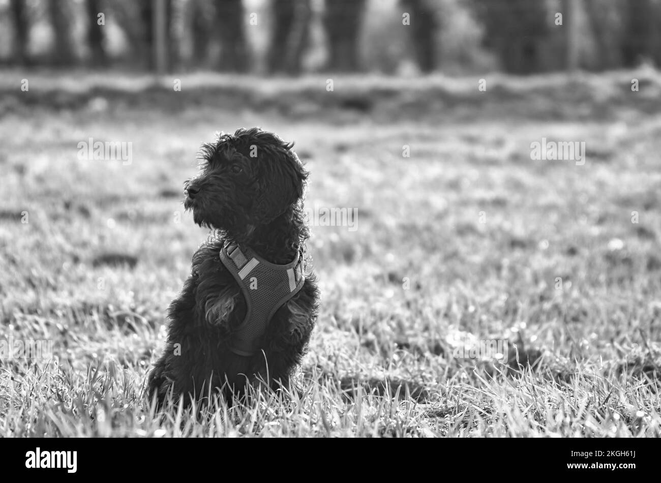 Goldendoddle puppy in black white taken, sitting on a meadow. The family dog is waiting . Black curly coat. Family dog that does not shed. Animal phot Stock Photo