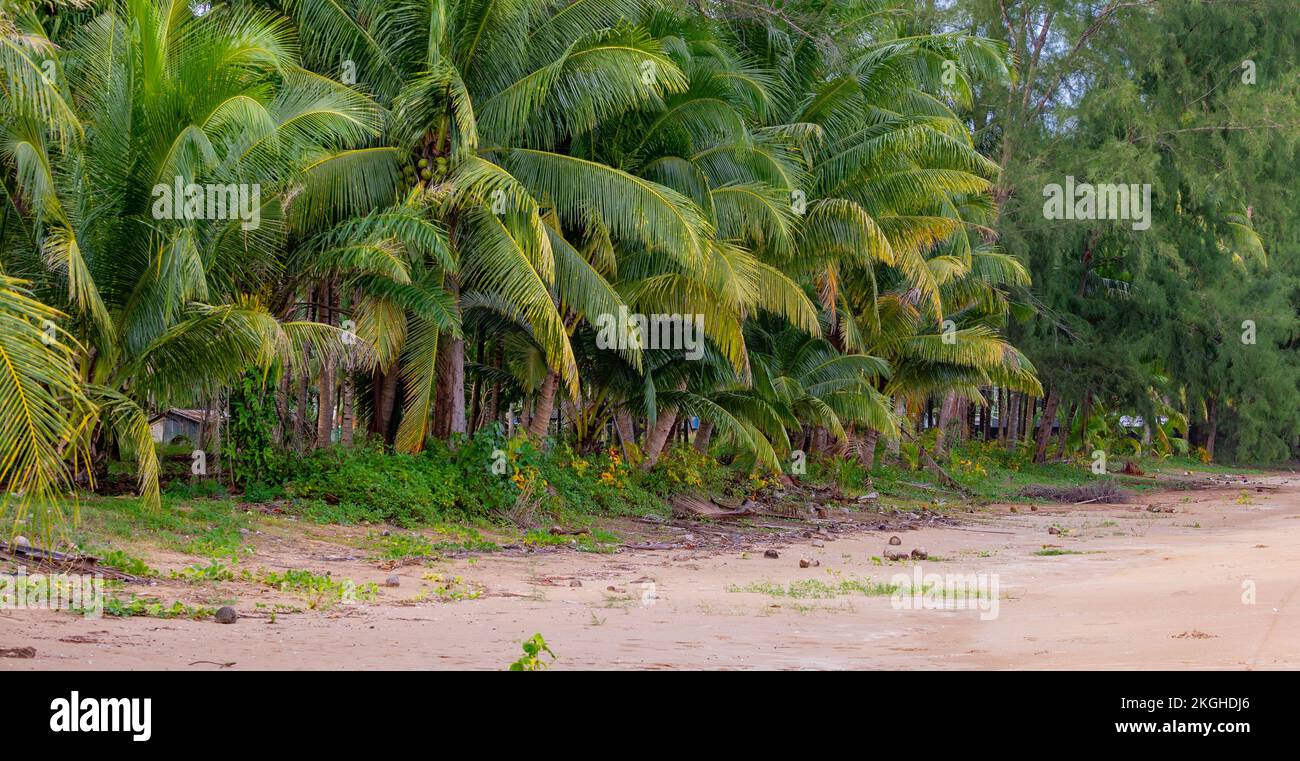 Wild beach at the sea of Thailand Chumphon area with coconut and palm trees with very fine sand both on land and in the water and in the background a Stock Photo