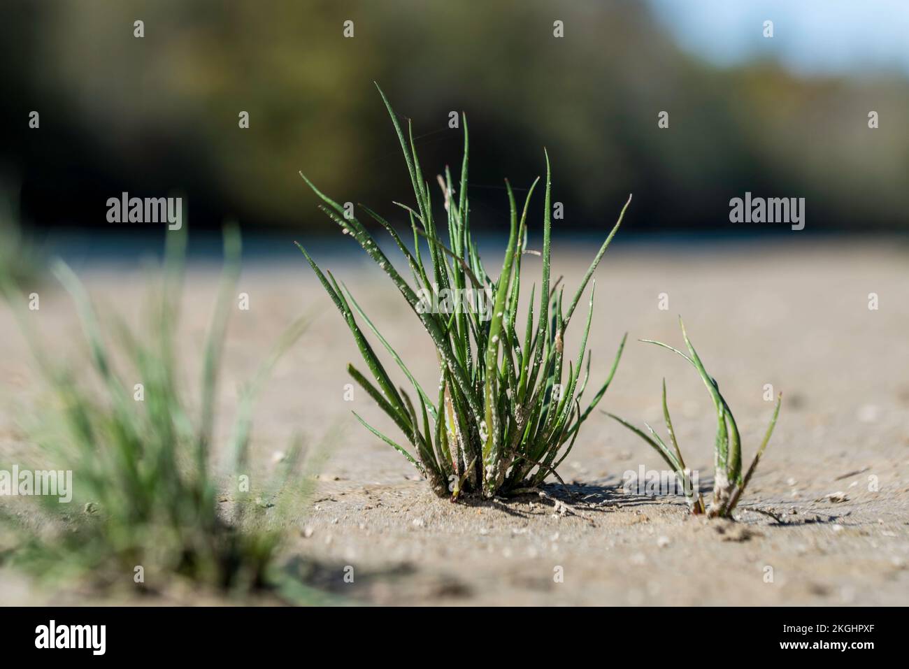 A closeup shot of Elytrigia grass growing on the dry soil Stock Photo